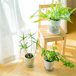 観葉植物・絵画レンタル